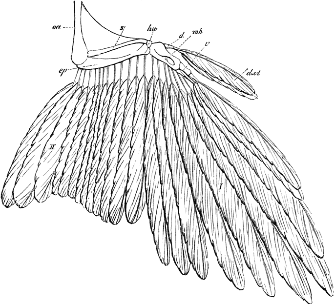 Fig. 71. Vleugel van een’ fasant.