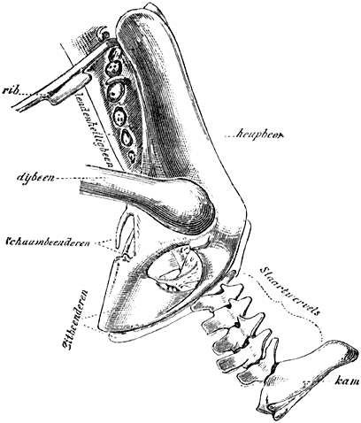 Fig. 72. Bekken en staart van een’ arend.