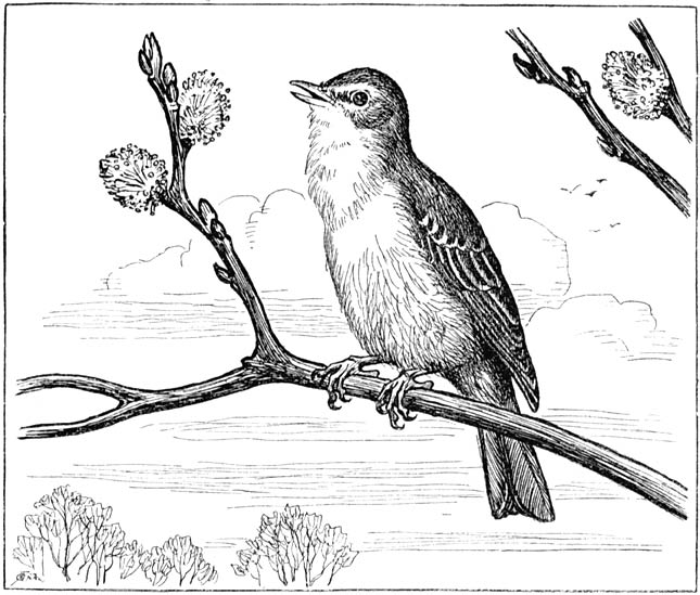 Fig. 85. Fitis of hofzanger; nat. gr.