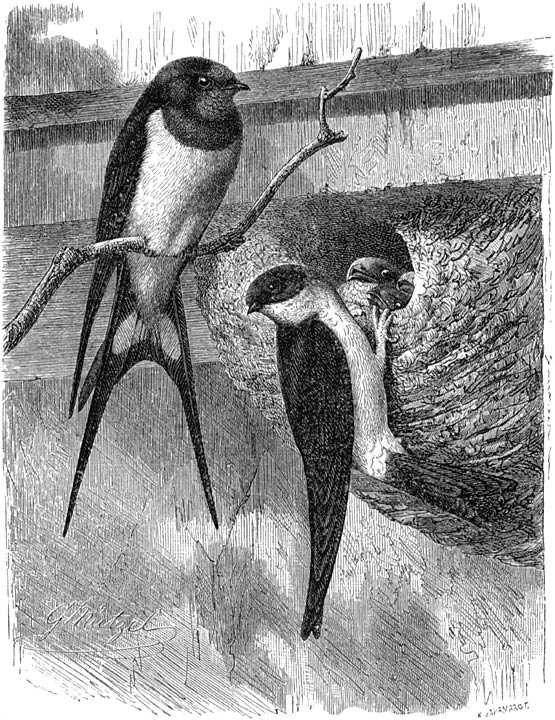 Fig. 94. Rechts: huiszwaluw en haar nest; links: boerenzwaluw; iets verkl.