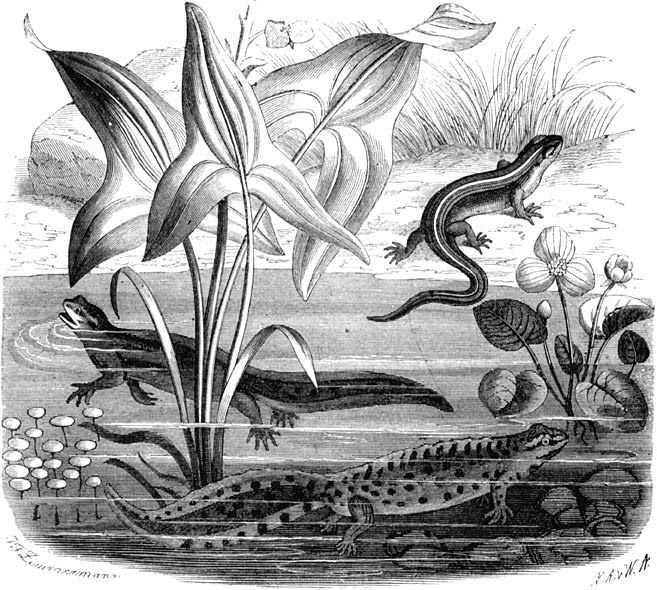 Fig. 110. Kleine watersalamander.