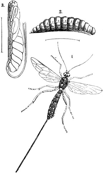 Fig. 113. Eene sluipwesp: 1 = volwassen insekt, nat. gr.; 2 = larve; 3 = pop.