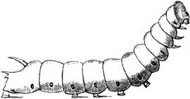 Fig. 114. De rups van een’ doodshoofdvlinder. (½ nat. gr.)