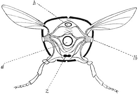 Fig. 115. Schets van eene doorsnede dwars door ’t lichaam van een insekt. 