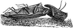 Fig. 127. Kniptor, op den rug liggend; (2 maal nat. gr.).