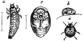 Fig. 131.