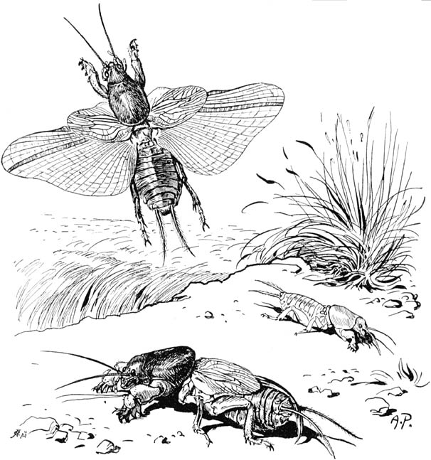 Fig. 132. De veenmol, loopend en vliegend; ook eene larve. (Nat. gr.)