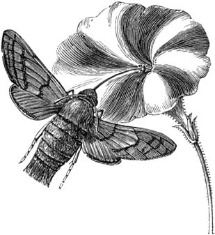 Fig. 140. Een avondvlinder, met uitgestoken roltong. (Nat. gr.)