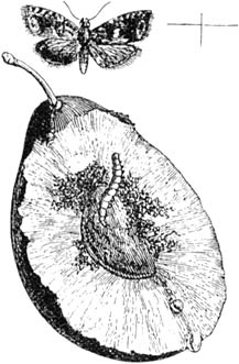 Fig. 145. De “worm” in de pruimen. (Nat. gr.)