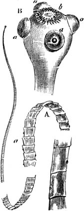 Fig. 157. Lintworm Taenia solium.