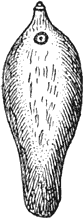 Fig. 159. De groote leverbot; nat. gr.