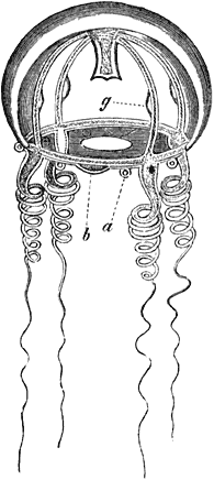 Fig. 164. Kleine soort van kwal. (Vergr.)