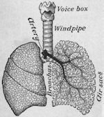 Windpipe and lungs