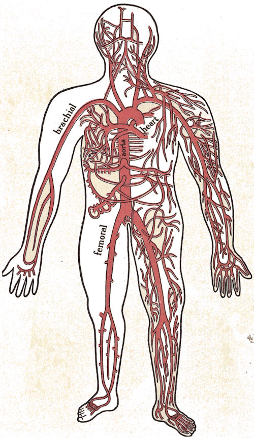 Arteries
