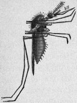 Humpback mosquito