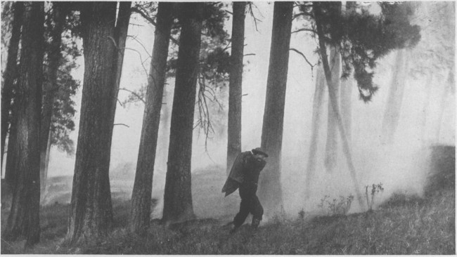 The forest-ranger in action, fighting a ground fire with
his saddle blanket in one of the National Forests of the West