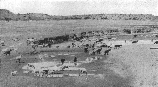 A pool in the Painted Desert whither came thousands of
goats and sheep, driven by Navajo girls on horseback