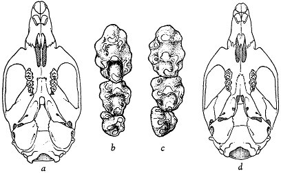 Fig. 1. Ventral views of skulls and left maxillary
tooth-rows of two species of the genus Apodemus.