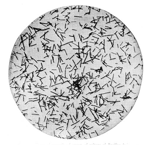 Photo-Micrograph of Smear of Culture of Bacillus bulgaricus