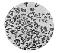 Spore forming bacillus