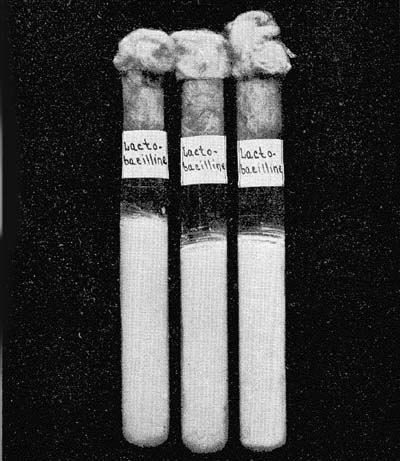 Photograph of Test-Tubes of Sterile Milk Inoculated with a Tablet of 'Lactobacilline'