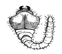 Fig. 11 at 100 dpi Fig. 11