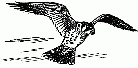 Sparrow Hawk Hovering above its Prey.