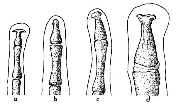 Fig. 4. Terminal phalanges of four leptodactylid frogs (all × 13.5). (a)
Eleutherodactylus mexicanus, KU 55593; (b) Eupsophus roseus, KU 84731;
(c) Eupsophus quixensis, UIMNH 59643; and (d) Hylactophryne augusti,
KU 56192.