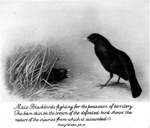 Male Blackbirds fighting for the possession of territory.
The bare skin on the crown of the defeated bird shows the
nature of the injuries from which it succumbed.