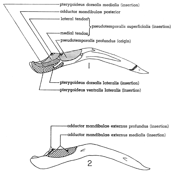 Fig. 1. Medial view of left ramus of lower mandible of Mourning Dove. × 2-1/2.

Fig. 2. Lateral view of right ramus of lower mandible of Mourning Dove. × 2-1/2.