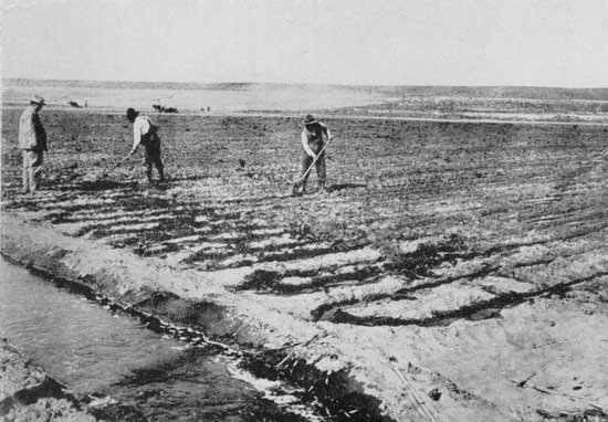 Irrigation—"Next, water in a master ditch and countless
man-made rivulets between the furrows"