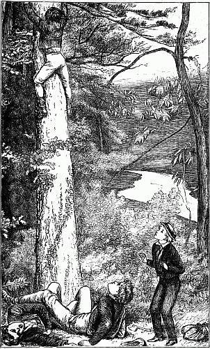 CLIMBING THE FIR-TREE AFTER THE KESTREL'S NEST.    P. 263.
