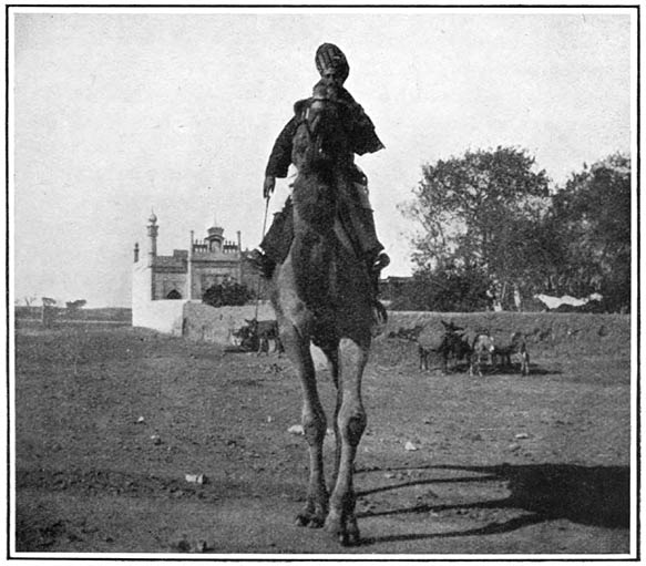 A Cavalry Shutur-sowar, or Camel-rider