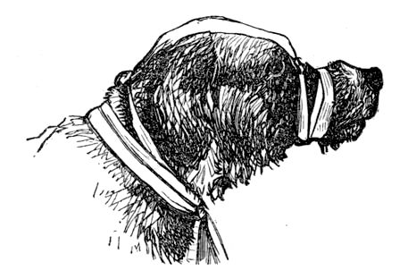 A DOG TAPED OR MUZZLED FOR OPERATION.
