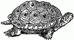 The Turtle.