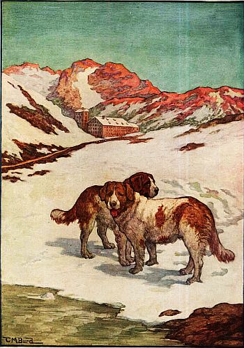 The Dogs of St. Bernard Copyrighted 1911 by Sylvanus Stall