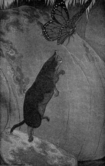 "THE BAFFLED SHREW JUMPED STRAIGHT INTO THE AIR."