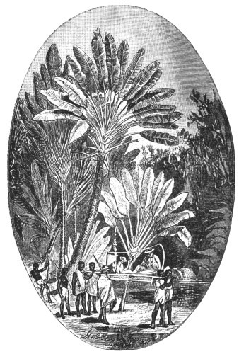 "PASSING A GROVE OF PALMS KNOWN AS THE 'TRAVELER'S
TREE.'"