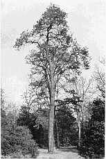 THE CLUSTER PINE (Pinus Pinaster).