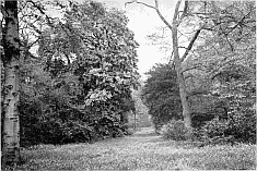 IN THE WOODLAND AT KEW, SHOWING TREE AND SHRUB BY GRASSY WAY.