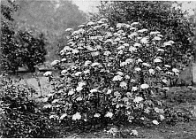 WAYFARING TREE (Viburnum Lantana); A NATIVE SHRUB ON CHALK.