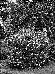 PEARL BUSH (Exochorda grandiflora) SHOWING ITS
NATURAL BEAUTY.