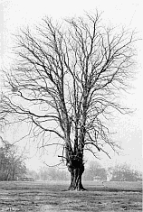 TULIP TREE AT RANELAGH (Winter).