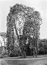 WEEPING ASH; PALACE GARDENS, DALKEITH.