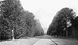 THE FAMOUS ARAUCARIA IMBRICATA AVENUE AT MURTHLY, N.B.