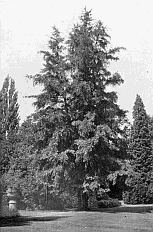 MAIDENHAIR TREE (Ginkgo biloba syn. Salisburia adiantifolia);
FROGMORE.