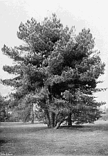 VARIETY TENUIFOLIA OF CORSICAN PINE (Pinus Laricio).