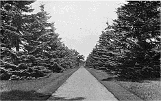 AVENUE OF ABIES NOBILIS GLAUCA AT MADRESFIELD COURT.