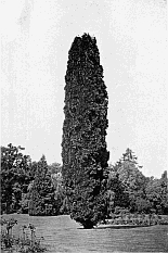 LIBOCEDRUS DECURRENS AT FROGMORE (about 65 feet high).
