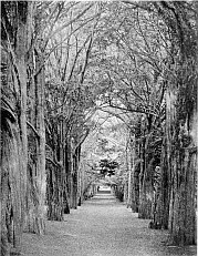 AVENUE OF ANCIENT YEWS AT MURTHLY.